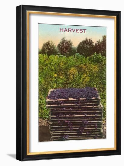 Harvest, Flats of Grapes-null-Framed Art Print