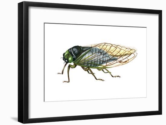 Harvest Fly (Tibicen Linnei), Insects-Encyclopaedia Britannica-Framed Art Print