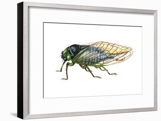 Harvest Fly (Tibicen Linnei), Insects-Encyclopaedia Britannica-Framed Art Print