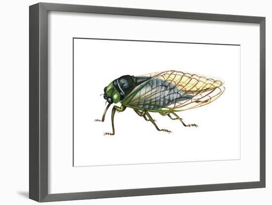 Harvest Fly (Tibicen Linnei), Insects-Encyclopaedia Britannica-Framed Art Print