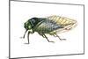 Harvest Fly (Tibicen Linnei), Insects-Encyclopaedia Britannica-Mounted Art Print