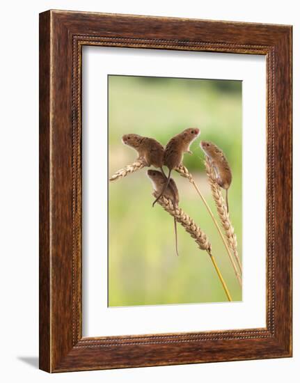 Harvest Mice (Micromys Minutus), Captive, UK, June-Ann & Steve Toon-Framed Photographic Print