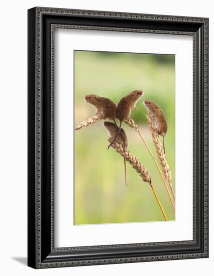 Harvest Mice (Micromys Minutus), Captive, UK, June-Ann & Steve Toon-Framed Photographic Print