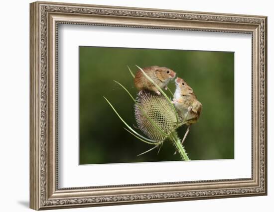 Harvest Mice (Micromys Minutus) on Teasel Seed Head. Dorset, UK, August. Captive-Colin Varndell-Framed Photographic Print