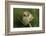 Harvest Mice (Micromys Minutus) on Teasel Seed Head. Dorset, UK, August. Captive-Colin Varndell-Framed Photographic Print