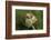 Harvest Mice (Micromys Minutus) on Teasel Seed Head. Dorset, UK, August. Captive-Colin Varndell-Framed Photographic Print