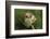 Harvest Mice (Micromys Minutus) on Teasel Seed Head. Dorset, UK, August. Captive-Colin Varndell-Framed Photographic Print