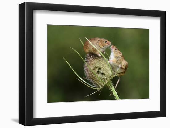 Harvest Mice (Micromys Minutus) on Teasel Seed Head. Dorset, UK, August. Captive-Colin Varndell-Framed Photographic Print