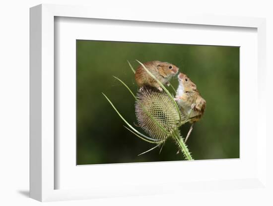 Harvest Mice (Micromys Minutus) on Teasel Seed Head. Dorset, UK, August. Captive-Colin Varndell-Framed Photographic Print