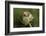 Harvest Mice (Micromys Minutus) on Teasel Seed Head. Dorset, UK, August. Captive-Colin Varndell-Framed Photographic Print