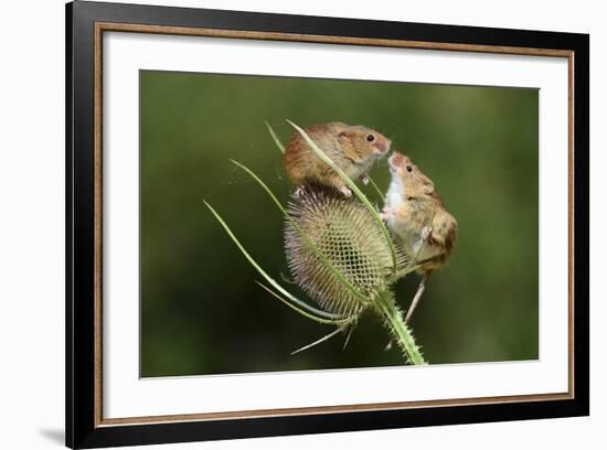 Harvest Mice (Micromys Minutus) on Teasel Seed Head. Dorset, UK, August. Captive-Colin Varndell-Framed Photographic Print