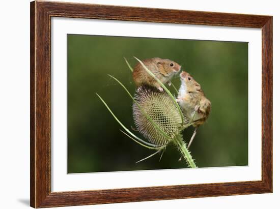 Harvest Mice (Micromys Minutus) on Teasel Seed Head. Dorset, UK, August. Captive-Colin Varndell-Framed Photographic Print