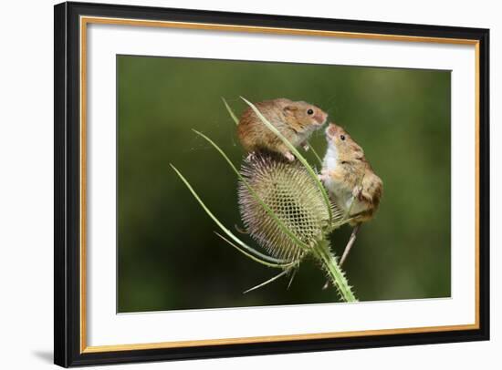 Harvest Mice (Micromys Minutus) on Teasel Seed Head. Dorset, UK, August. Captive-Colin Varndell-Framed Photographic Print