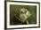 Harvest Mice (Micromys Minutus) on Teasel Seed Head. Dorset, UK, August. Captive-Colin Varndell-Framed Photographic Print