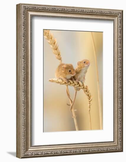 Harvest Mice (Micromys Minutus) On Wheat Stems, Devon, UK-Ross Hoddinott-Framed Photographic Print