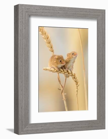 Harvest Mice (Micromys Minutus) On Wheat Stems, Devon, UK-Ross Hoddinott-Framed Photographic Print