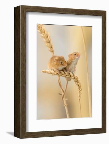 Harvest Mice (Micromys Minutus) On Wheat Stems, Devon, UK-Ross Hoddinott-Framed Photographic Print