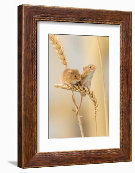 Harvest Mice (Micromys Minutus) On Wheat Stems, Devon, UK-Ross Hoddinott-Framed Photographic Print