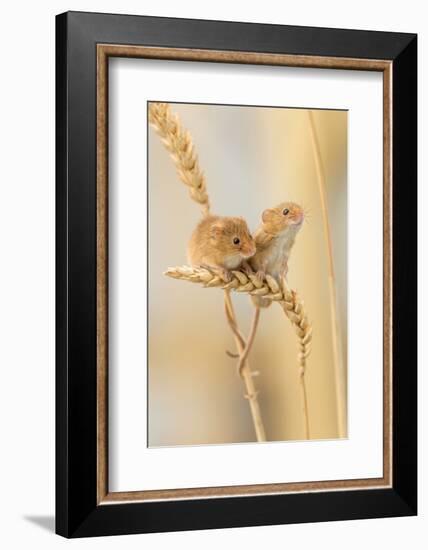 Harvest Mice (Micromys Minutus) On Wheat Stems, Devon, UK-Ross Hoddinott-Framed Photographic Print