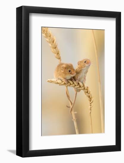 Harvest Mice (Micromys Minutus) On Wheat Stems, Devon, UK-Ross Hoddinott-Framed Photographic Print