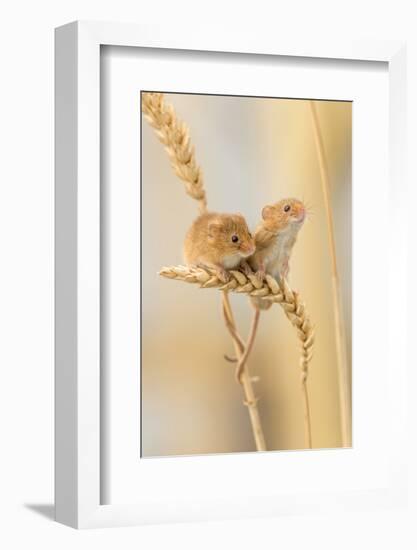 Harvest Mice (Micromys Minutus) On Wheat Stems, Devon, UK-Ross Hoddinott-Framed Photographic Print