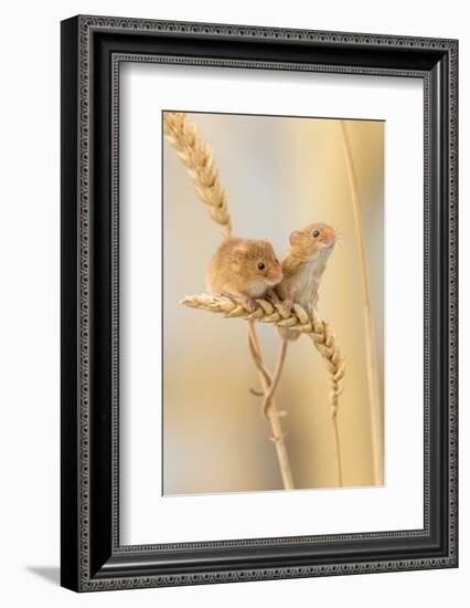 Harvest Mice (Micromys Minutus) On Wheat Stems, Devon, UK-Ross Hoddinott-Framed Photographic Print