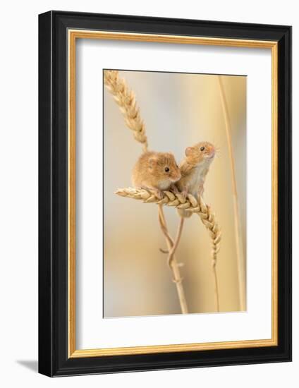 Harvest Mice (Micromys Minutus) On Wheat Stems, Devon, UK-Ross Hoddinott-Framed Photographic Print