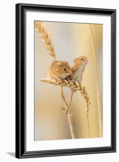 Harvest Mice (Micromys Minutus) On Wheat Stems, Devon, UK-Ross Hoddinott-Framed Photographic Print