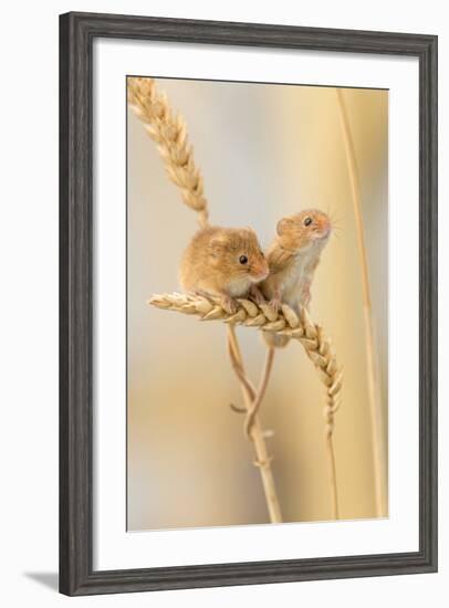 Harvest Mice (Micromys Minutus) On Wheat Stems, Devon, UK-Ross Hoddinott-Framed Photographic Print