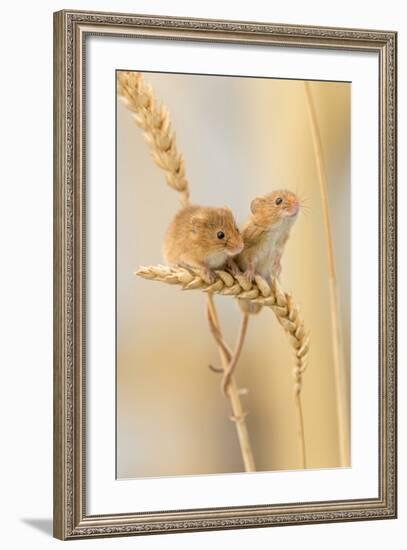 Harvest Mice (Micromys Minutus) On Wheat Stems, Devon, UK-Ross Hoddinott-Framed Photographic Print