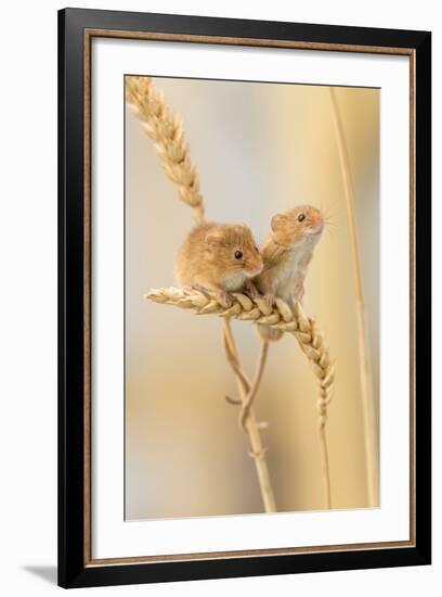 Harvest Mice (Micromys Minutus) On Wheat Stems, Devon, UK-Ross Hoddinott-Framed Photographic Print