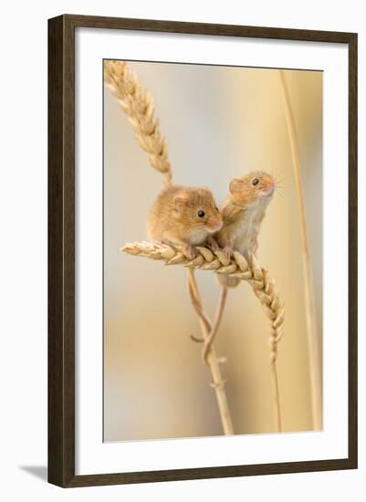 Harvest Mice (Micromys Minutus) On Wheat Stems, Devon, UK-Ross Hoddinott-Framed Photographic Print