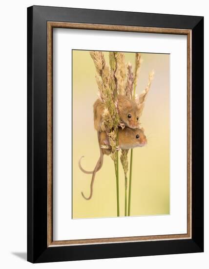 Harvest mice on grass stems, Devon, UK. July 2016-Ross Hoddinott-Framed Photographic Print