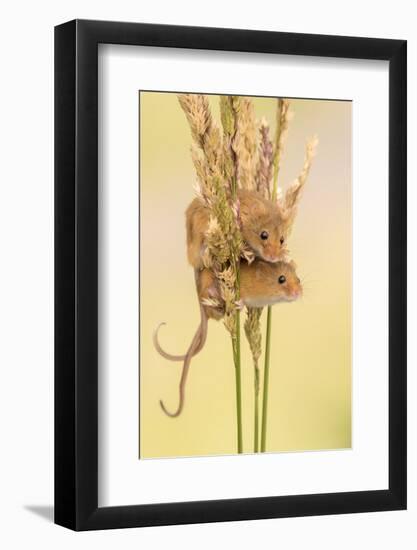 Harvest mice on grass stems, Devon, UK. July 2016-Ross Hoddinott-Framed Photographic Print