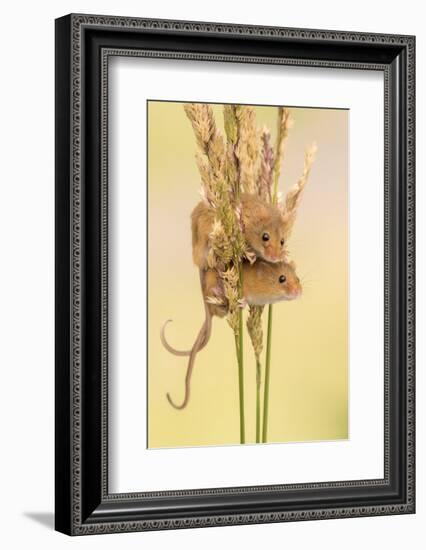 Harvest mice on grass stems, Devon, UK. July 2016-Ross Hoddinott-Framed Photographic Print