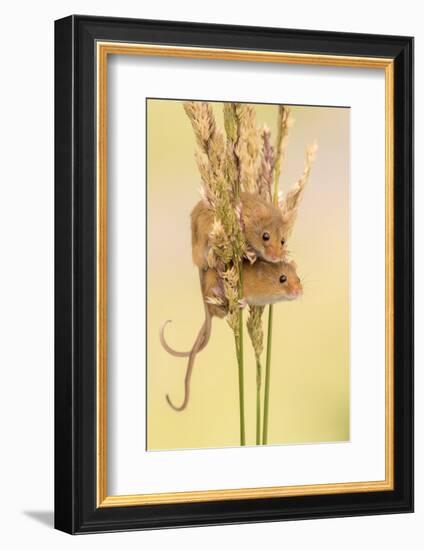 Harvest mice on grass stems, Devon, UK. July 2016-Ross Hoddinott-Framed Photographic Print