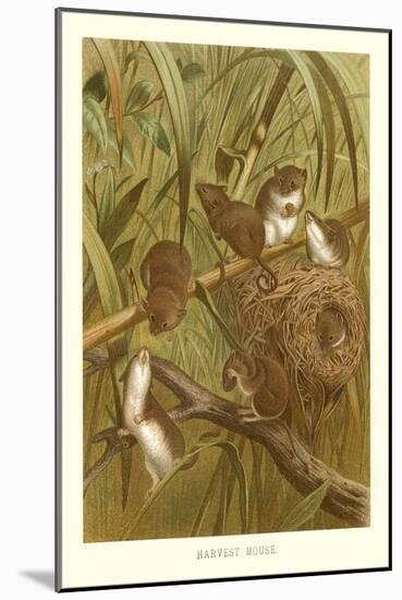 Harvest Mice-null-Mounted Art Print