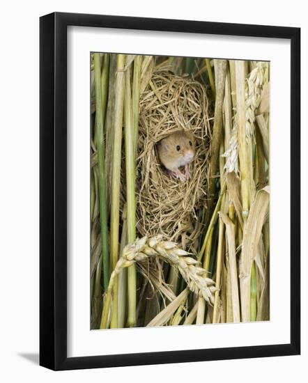Harvest Mouse Adult Emerging from Breeding Nest in Corn, UK-Andy Sands-Framed Photographic Print