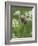 Harvest mouse climbing among Cow Parsley, Hertfordshire, England, UK, May-Andy Sands-Framed Photographic Print