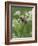 Harvest mouse climbing among Cow Parsley, Hertfordshire, England, UK, May-Andy Sands-Framed Photographic Print