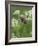 Harvest mouse climbing among Cow Parsley, Hertfordshire, England, UK, May-Andy Sands-Framed Photographic Print