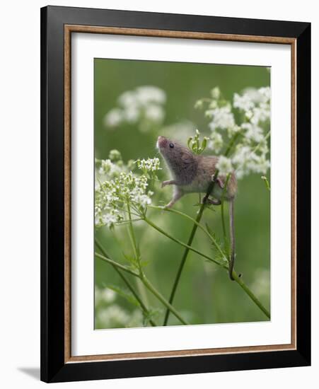 Harvest mouse climbing among Cow Parsley, Hertfordshire, England, UK, May-Andy Sands-Framed Photographic Print