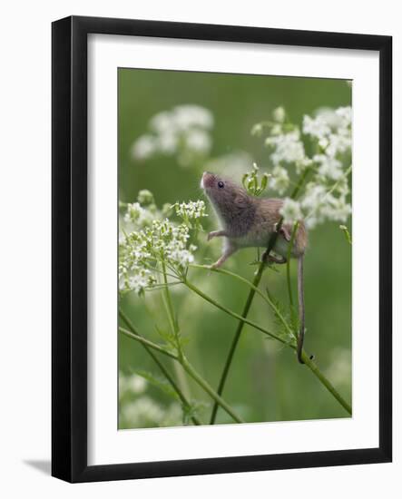 Harvest mouse climbing among Cow Parsley, Hertfordshire, England, UK, May-Andy Sands-Framed Photographic Print