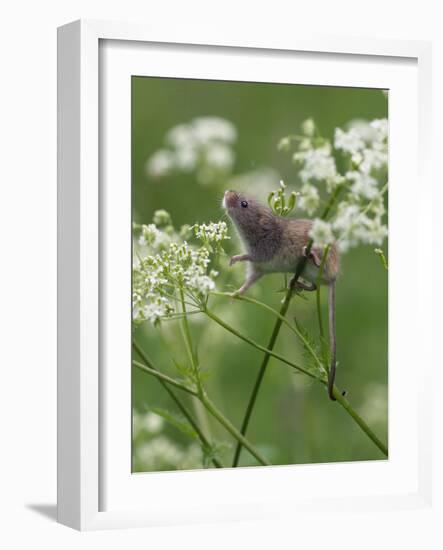 Harvest mouse climbing among Cow Parsley, Hertfordshire, England, UK, May-Andy Sands-Framed Photographic Print