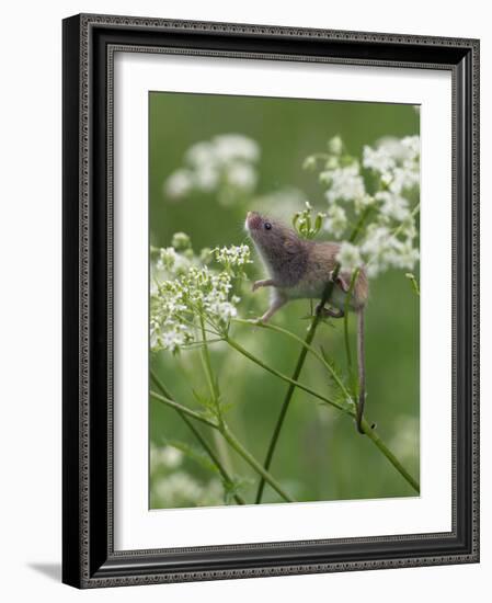 Harvest mouse climbing among Cow Parsley, Hertfordshire, England, UK, May-Andy Sands-Framed Photographic Print