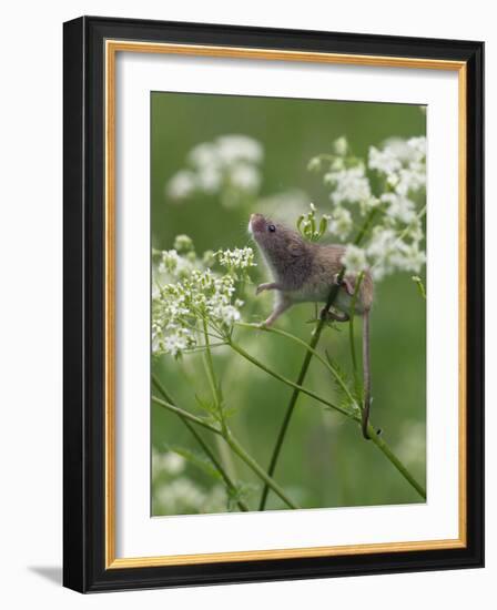 Harvest mouse climbing among Cow Parsley, Hertfordshire, England, UK, May-Andy Sands-Framed Photographic Print