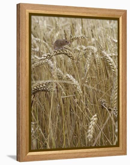 Harvest mouse climbing among wheat, Hertfordshire, England, UK, August-Andy Sands-Framed Premier Image Canvas