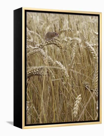 Harvest mouse climbing among wheat, Hertfordshire, England, UK, August-Andy Sands-Framed Premier Image Canvas