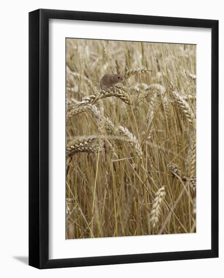 Harvest mouse climbing among wheat, Hertfordshire, England, UK, August-Andy Sands-Framed Photographic Print