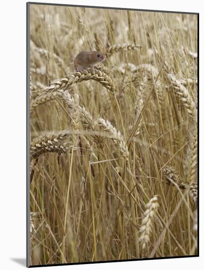 Harvest mouse climbing among wheat, Hertfordshire, England, UK, August-Andy Sands-Mounted Photographic Print